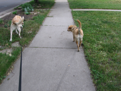 dog butts