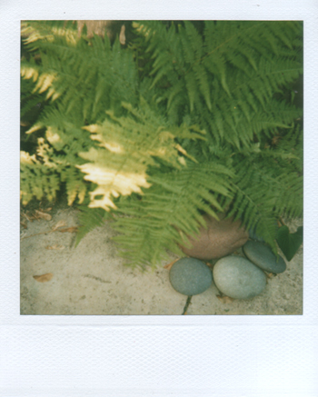 rogue fern