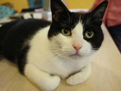 cooper the cat