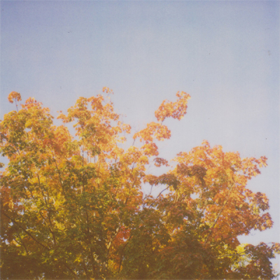 the leaves still haven't fallen