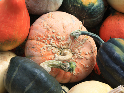 gourds, squash, pumpkins gourds, squash, pumpkins