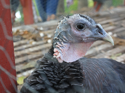 poor ugly turkey! poor ugly turkey!