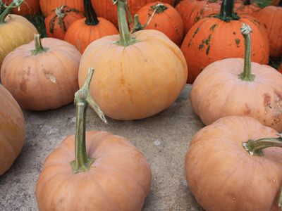 gourds, squash, pumpkins gourds, squash, pumpkins