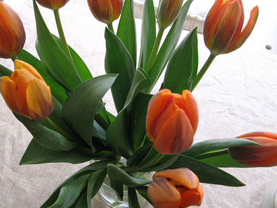 tulips
