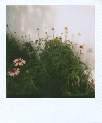 coneflowers