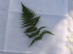 fern placement fern placement