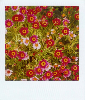 jen : abundance