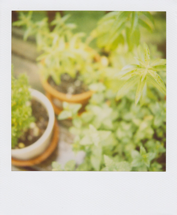 lemon verbena, with basil and mint on the side. lemon verbena, with basil and mint on the side.
