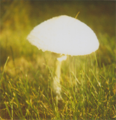 mushroom at dusk mushroom at dusk