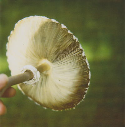 plucked! plucked!