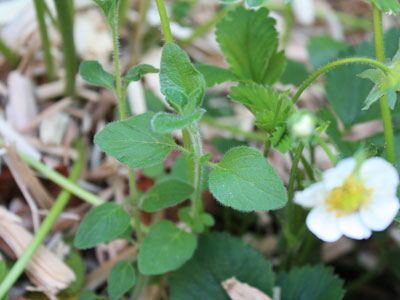 oregano... oregano...