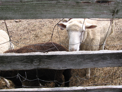 sheep