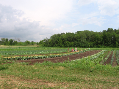 vegetable garden