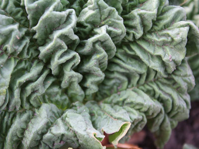 rhubarb ruching rhubarb ruching