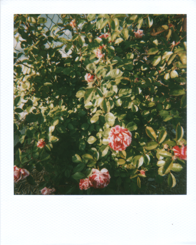 scissors paper glue : roses