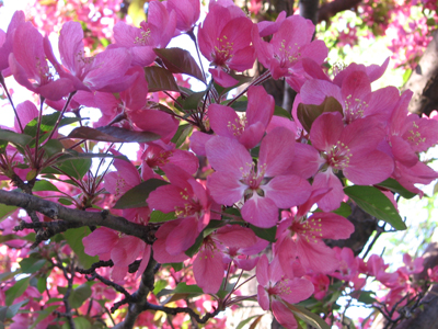 blossoms