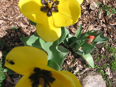 yellow