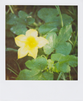 squash blossom!