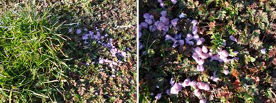 blossoms