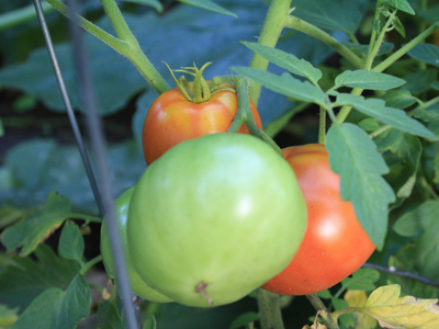 tomatoes! tomatoes!
