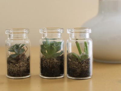etsy : tortoise loves donkey : three tiny terrariums etsy : tortoise loves donkey : three tiny terrariums
