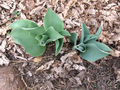 tulips tulips