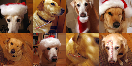 xmas dogs xmas dogs