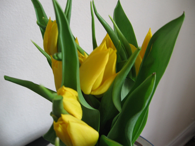 birthday tulips